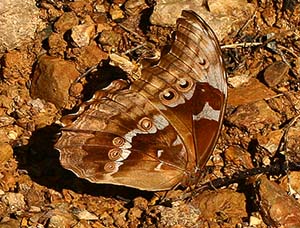 Morpho godarti female. Bolinda, Caranavi, Yungas. d. 23 February 2007. Photographer: Lars Andersen