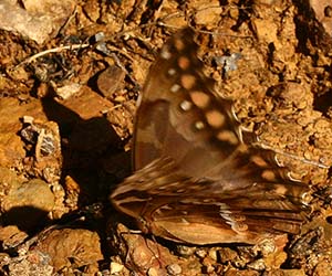 Morpho godarti female. Bolinda, Caranavi, Yungas. d. 23 February 2007. Photographer: Lars Andersen