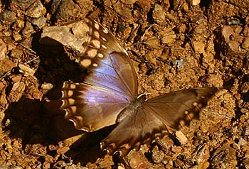 Morpho godarti female. Bolinda, Caranavi, Yungas. d. 23 February 2007. Photographer: Lars Andersen