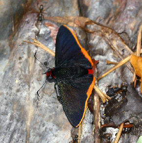 Monsignor, Pyrrhopyge pelota. Coroico, Yungas, Bolivia. d. 24 january 2007. Photographer: Lars Andersen