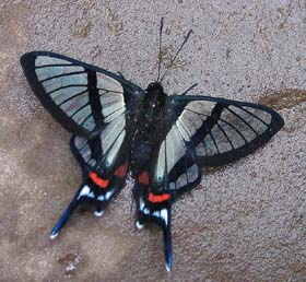 Chorinea sylphina. Oxapampa, elev 1600 m. Peru. d. 4 december 2006. Photographer: Moriaan Zwart