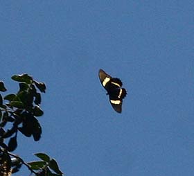 Pterourus (Papilio) menatius lenaeus. Tocana, Yungas, Bolivia. d. 23 february 2007. Photographer: Lars Andersen