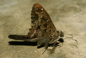 Urbanus proteus. Caranavi, Yungas. d. 23 february 2007. Photographer: Lars Andersen