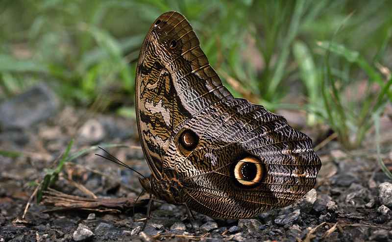 Illioneus Giant Owl, Caligo illioneus pheidriades (Fruhstorfer, 1912) male.  Caranavi, Yungas, Bolivia d. 29 january 2007. Photographer; Lars Andersen