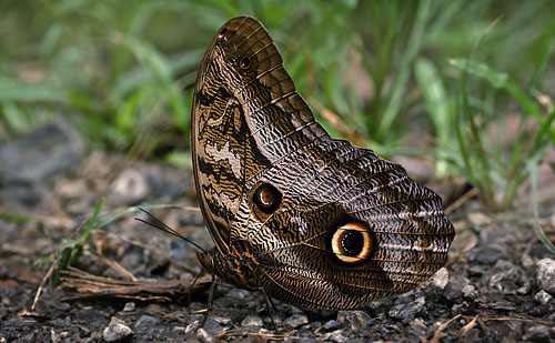 Illioneus Giant Owl, Caligo illioneus pheidriades (Fruhstorfer, 1912) male.  Caranavi, Yungas, Bolivia d. 29 january 2007. Photographer; Lars Andersen