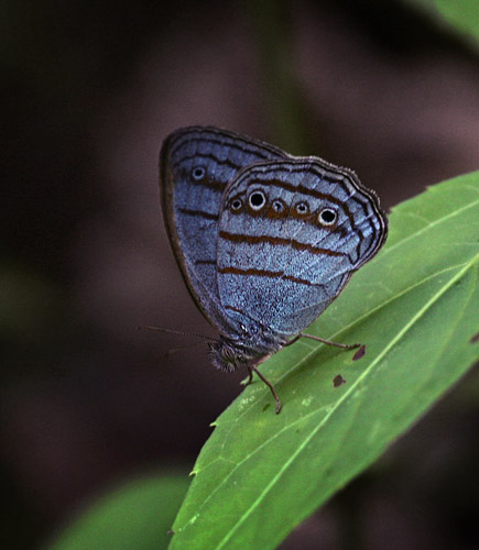 Bolivian Blue Ringlet, Caeruleuptychia glauca (Weymer, 1911).  Caranavi d. 29 january 2007. Photographer; Lars Andersen
