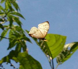 Mountain Morpho, Morpho sulkowskyi flying in a ravine, Cascade de Sacramento between Yolosa and Unduarvi. 2600 m.a. date 25 January 2007. Photographer: Lars Andersen