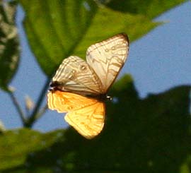 Mountain Morpho, Morpho sulkowskyi flying in a ravine, Cascade de Sacramento between Yolosa and Unduarvi. 2600 m.a. date 25 January 2007. Photographer: Lars Andersen