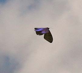 Mountain Morpho, Morpho sulkowskyi flying in a ravine, Cascade de Sacramento between Yolosa and Unduarvi. 2600 m.a. date 25 January 2007. Photographer: Lars Andersen