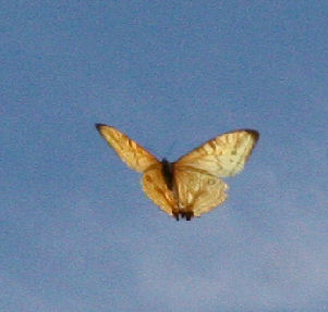 Mountain Morpho, Morpho sulkowskyi flying in a ravine, Cascade de Sacramento between Yolosa and Unduarvi. 2600 m.a. date 25 January 2007. Photographer: Lars Andersen