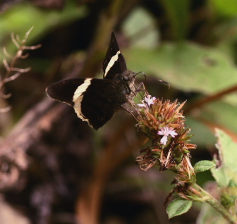 Caranavi, Yungas. february 2007. Photographer: Lars Andersen