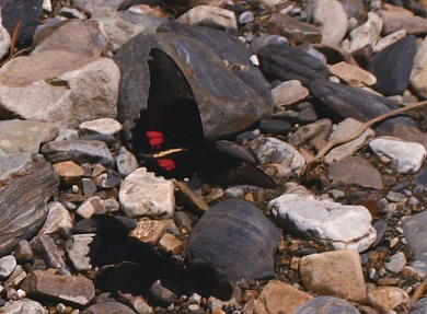 Ruby-spotted Swallowtail, Papilio anchisiades. Murata, Yungas. d. 26 february 2007. Photographer: Lars Andersen