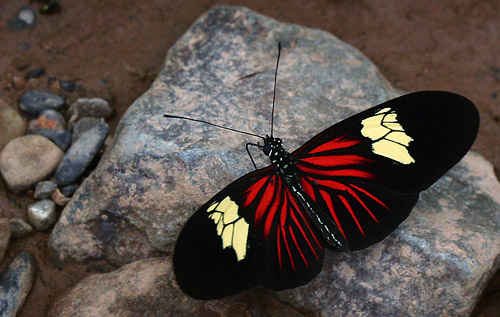 Caranavi, Yungas, Bolivia d. 30 january 2007. Fotograf: Lars Andersen