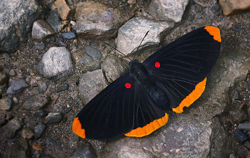 Melanis smithiae (Westwood, 1851). Tocana, Yungas. d. 2 february 2007. Photographer: Lars Andersen