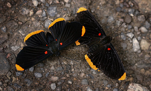 Melanis smithiae (Westwood, 1851). Tocana, Yungas. d. 2 february 2007. Photographer: Lars Andersen