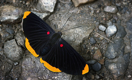 Melanis smithiae (Westwood, 1851). Tocana, Yungas. d. 2 february 2007. Photographer: Lars Andersen