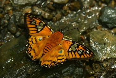 Caranavi, Yungas. January 2007. Photographer: Lars Andersen