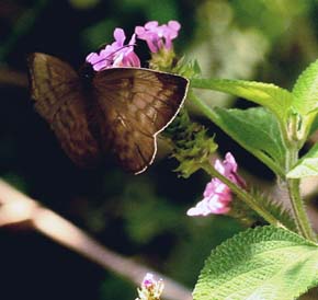 Achylodes pallida Skippers on Heliotropium flowers. Between Cascadas de San Jacinto Rio and Coroico. Yungas. d. 26 january 2007. Photographer: Lars Andersen