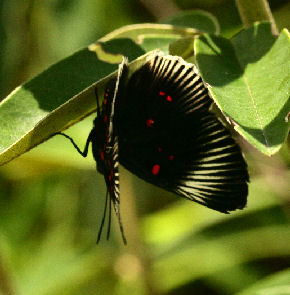 Between Cascadas de San Jacinto Rio and Coroico, 2000 m.a.. Yungas. d. 26 january 2007. Photographer: Lars Andersen