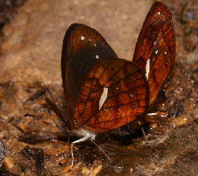 Cascadas de San Jacinto, 2000 m.a.. Yungas. d. 26 january 2007. Photographer: Lars Andersen