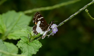 Zygia Metalmark (Lemonias zygia). Caranavi, Yungas. d. 7 february 2007. Photographer: Lars Andersen