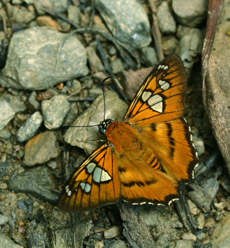 Caranavi, Yungas. January 2007. Photographer: Lars Andersen