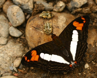 Adelpha erotia. Caranavi. January 2007. Photographer: Lars Andersen