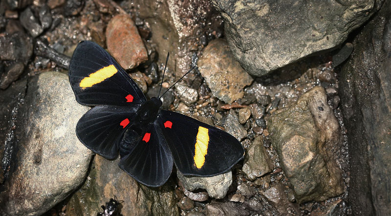 Electron Pixie, Melanis electron (Fabricius, 1793). Caranavi, Yungas. d. 12 february 2007. Photographer: Lars Andersen