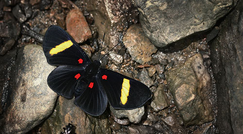 Electron Pixie, Melanis electron (Fabricius, 1793). Caranavi, Yungas. d. 12 february 2007. Photographer: Lars Andersen