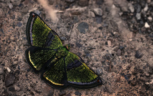 Brillantina, Caria plutargus.Vagantes, Yungas, Bolivia. d. 25 januar 2006. Fotograf: Lars Andersen