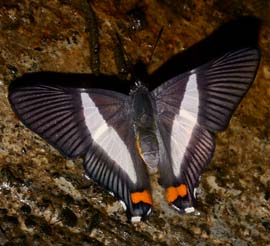 Neurodes Metalmark (Siseme neurodes). Coroico. 1500 m.a. date 27 January 2007. Photographer: Lars Andersen