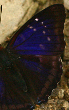 Doxocopa zunilda. Caranavi, Yungas. february 2007. Photographer: Lars Andersen