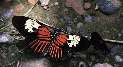 Postman, Heliconius melpomene ssp. penelope (Staudinger, 1894).  Caranavi, Yungas, Bolivia d. 17 february 2007. Photographer: Lars Andersen