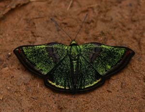 Brillantina, Caria plutargus. Caranavi, Yungas. d. 30 january 2007. Photographer: Lars Andersen