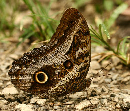 Caligo illioneus pheidriades. Caranavi, Yungas. d. 29 January 2007. Photographer: Lars Andersen