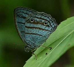 Magneuptychia probata. Caranavi, Yungas. d. 29 january 2007. Photographer: Lars Andersen