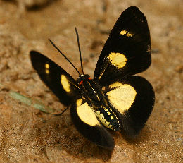 Albertus Metalmark (Monethe albertus). Caranavi, Yungas. d. 29 january 2007. Photographer: Lars Andersen