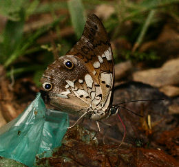 Caranavi, Yungas. d. 29 january 2007. Photographer: Lars Andersen