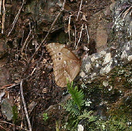 Caranavi, Yungas. d. 29 january 2007. Photographer: Lars Andersen