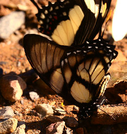 Dolicaon Kite Swallowtail (Eurytides dolicaon). Caranavi, Yungas. d. 29 january 2007. Photographer: Lars Andersen