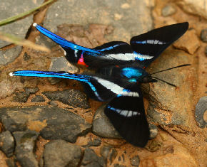 Arcius Swordtail (Rhetus arcius). Caranavi, Yungas. d. 30 january 2007. Photographer: Lars Andersen