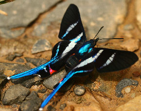 Arcius Swordtail (Rhetus arcius). Caranavi, Yungas. d. 30 january 2007. Photographer: Lars Andersen