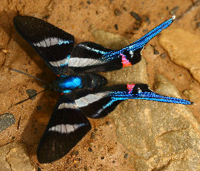 Arcius Swordtail (Rhetus arcius). Caranavi, Yungas. d. 30 january 2007. Photographer: Lars Andersen