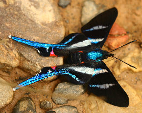 Arcius Swordtail (Rhetus arcius). Caranavi, Yungas. d. 30 january 2007. Photographer: Lars Andersen