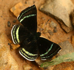 Theodora Metalmark (Chalodeta theodora). Caranavi, Yungas. d. 30 january 2007. Photographer: Lars Andersen