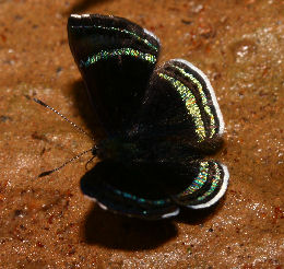 Theodora Metalmark (Chalodeta theodora). Caranavi, Yungas. d. 30 january 2007. Photographer: Lars Andersen