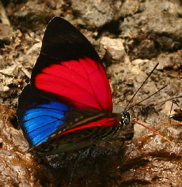 Agrias claudina lugens. Caranavi, Yungas. d. 29 january 2007. Photographer: Lars Andersen