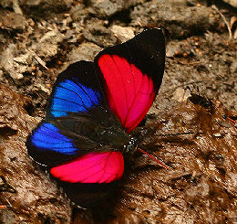 Agrias claudina lugens. Caranavi, Yungas. d. 29 january 2007. Photographer: Lars Andersen