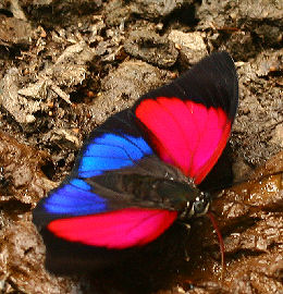 Agrias claudina lugens. Caranavi, Yungas. d. 29 january 2007. Photographer: Lars Andersen