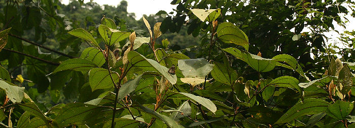 Agrias claudina lugens. Caranavi, Yungas. d. 29 january 2007. Photographer: Lars Andersen